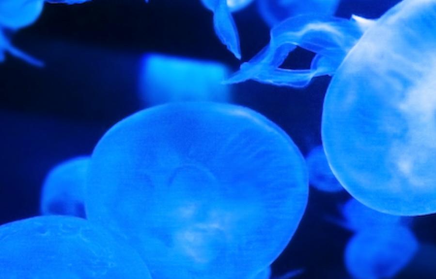 Photograph of jellyfish by Charlotte Hunt